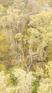 Gündüz ağaçlı dikey sonbahar ormanı