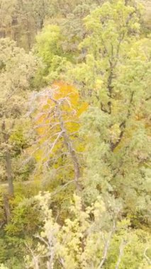 Gündüz ağaçlı dikey sonbahar ormanı