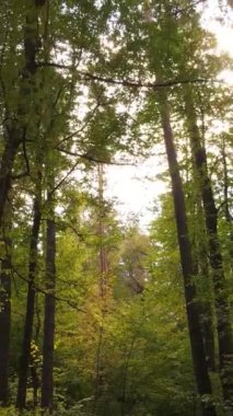 Gündüz ağaçlı dikey sonbahar ormanı