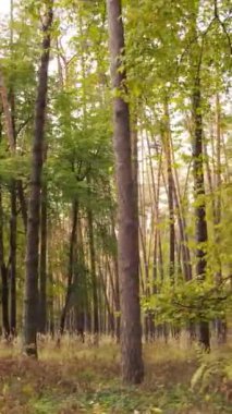 Gündüz ağaçlı dikey sonbahar ormanı