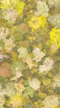 Gündüz ağaçlı dikey sonbahar ormanı