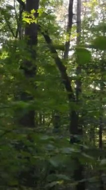 Gündüz ağaçlı dikey sonbahar ormanı