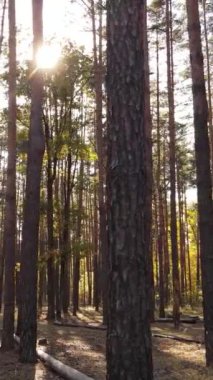 Gündüz ağaçlı dikey sonbahar ormanı