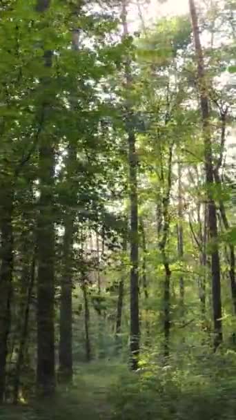 Vertikální video podzimní les se stromy ve dne — Stock video