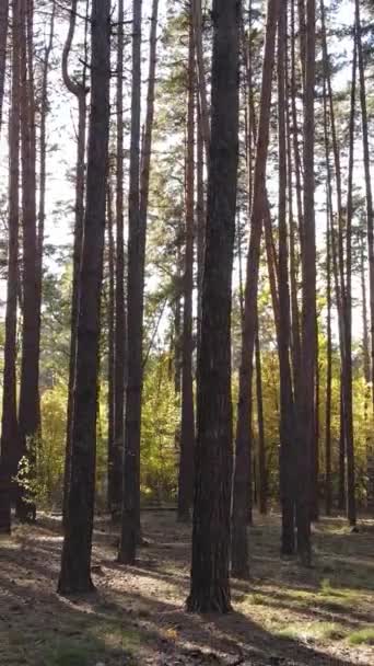 Vídeo vertical bosque otoñal con árboles durante el día — Vídeo de stock