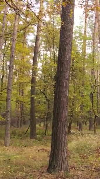 Vídeo vertical bosque otoñal con árboles durante el día — Vídeos de Stock