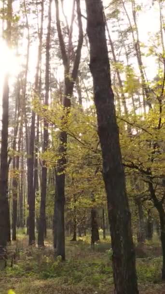Vídeo vertical bosque otoñal con árboles durante el día — Vídeos de Stock