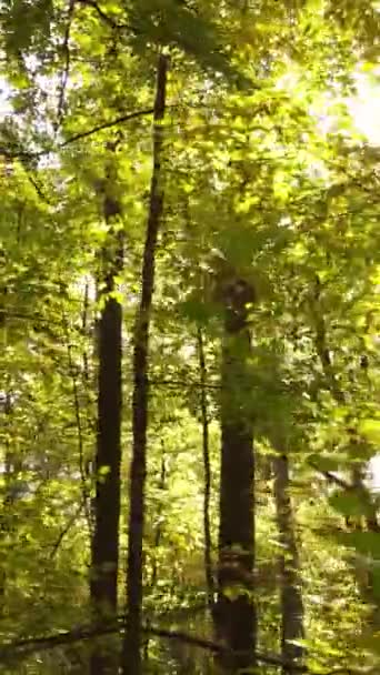 Video verticale foresta autunnale con alberi di giorno — Video Stock