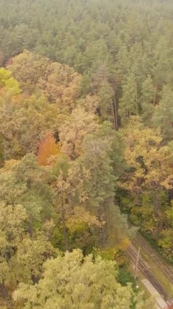 Video verticale foresta autunnale con alberi di giorno — Video Stock