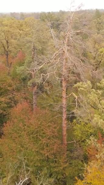 Vertical video autumn forest with trees by day — Stock Video