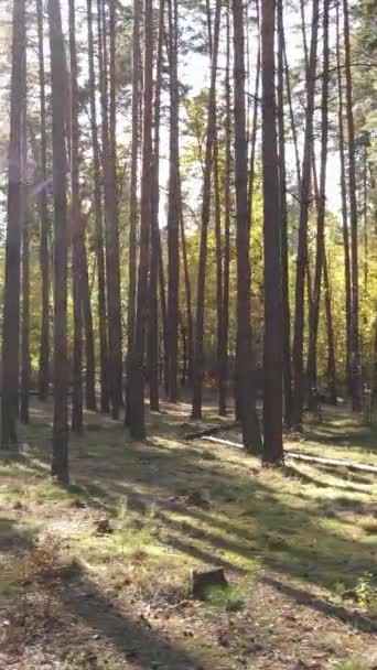 Verticale video herfstbos met bomen overdag — Stockvideo