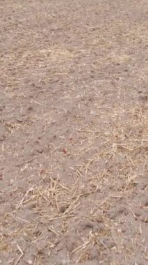 Sonbaharda dikey boş tarla görüntüsü, hava görüntüsü