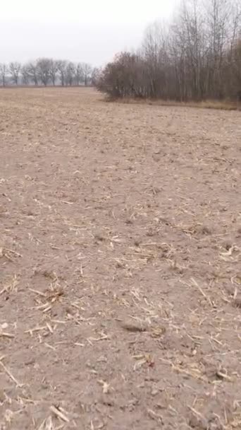 Вертикальне відео порожнє оранжеве поле восени, вид з повітря — стокове відео