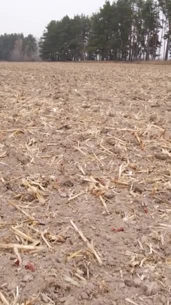 Vertikal video tomt plogat fält på hösten, flygbild — Stockvideo