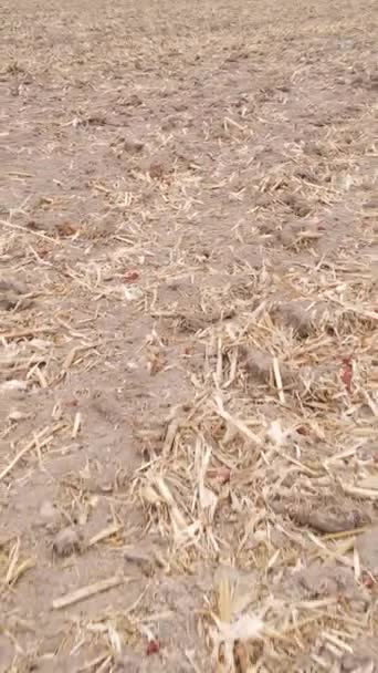 Függőleges videó üres szántott mező ősszel, légi kilátás — Stock videók