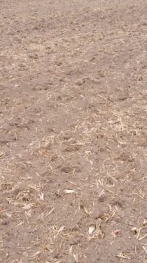 Sonbaharda dikey boş tarla görüntüsü, hava görüntüsü