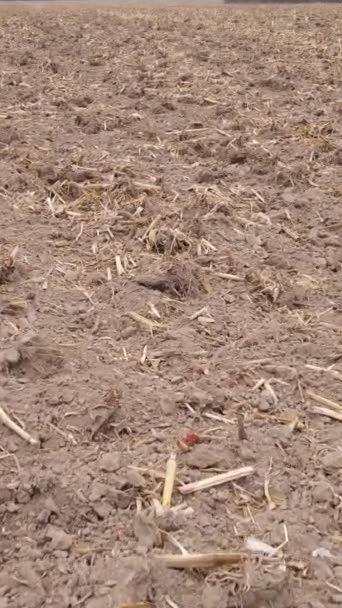 Vertical video empty plowed field in autumn, aerial view — Stock Video