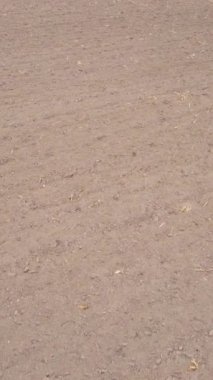 Sonbaharda dikey boş tarla görüntüsü, hava görüntüsü