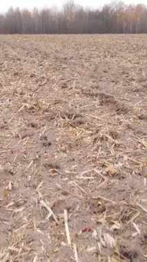 Sonbaharda dikey boş tarla görüntüsü, hava görüntüsü