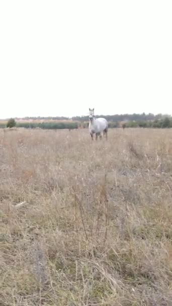 Vidéo verticale d'un cheval dans un champ — Video