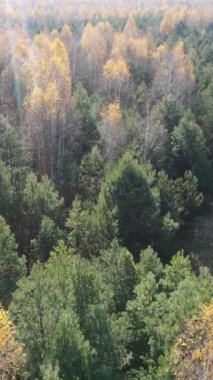 Gündüz vakti bir sonbahar ormanının dikey videosu