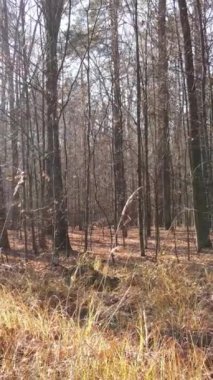 Gündüz vakti bir sonbahar ormanının dikey videosu