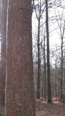 Gündüz vakti bir sonbahar ormanının dikey videosu