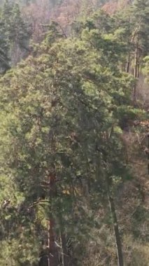 Gündüz vakti bir sonbahar ormanının dikey videosu