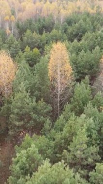 Gündüz vakti bir sonbahar ormanının dikey videosu