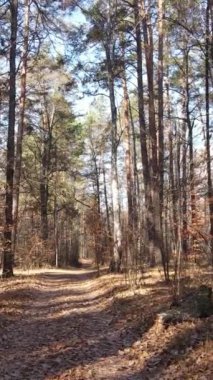 Gündüz vakti bir sonbahar ormanının dikey videosu