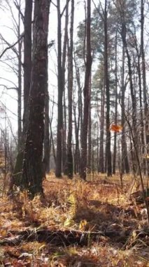 Gündüz vakti bir sonbahar ormanının dikey videosu