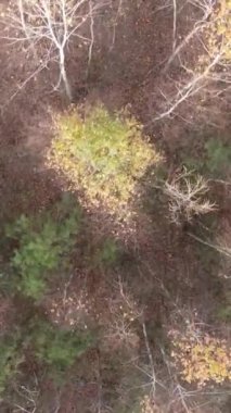 Gündüz vakti bir sonbahar ormanının dikey videosu