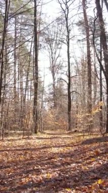 Gündüz vakti bir sonbahar ormanının dikey videosu