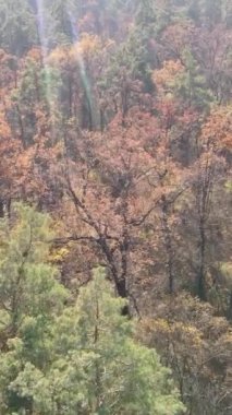 Gündüz vakti bir sonbahar ormanının dikey videosu