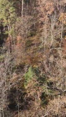 Gündüz vakti bir sonbahar ormanının dikey videosu