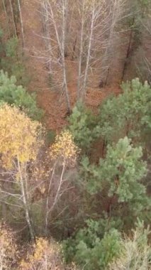 Gündüz vakti bir sonbahar ormanının dikey videosu