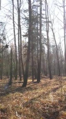 Gündüz vakti bir sonbahar ormanının dikey videosu