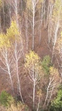 Gündüz vakti bir sonbahar ormanının dikey videosu