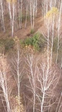 Gündüz vakti bir sonbahar ormanının dikey videosu