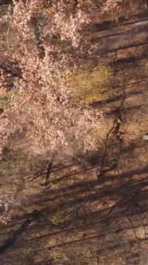 Gündüz vakti bir sonbahar ormanının dikey videosu