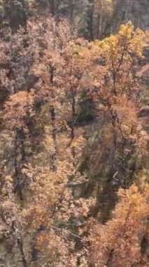 Gündüz vakti bir sonbahar ormanının dikey videosu