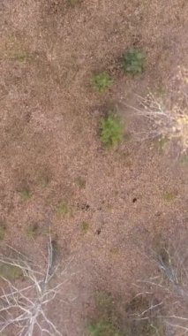 Gündüz vakti bir sonbahar ormanının dikey videosu