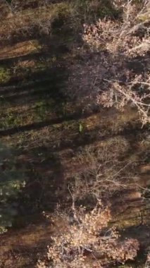 Gündüz vakti bir sonbahar ormanının dikey videosu