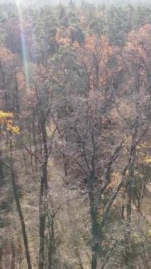 Gündüz vakti bir sonbahar ormanının dikey videosu