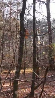 Gündüz vakti bir sonbahar ormanının dikey videosu