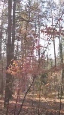 Gündüz vakti bir sonbahar ormanının dikey videosu