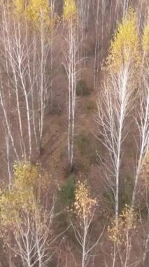 Gündüz vakti bir sonbahar ormanının dikey videosu