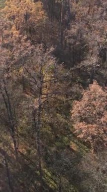 Gündüz vakti bir sonbahar ormanının dikey videosu