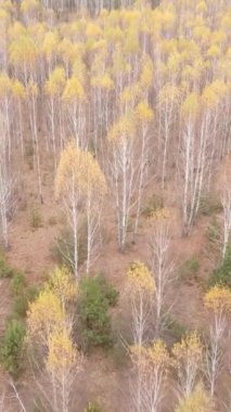 Gündüz vakti bir sonbahar ormanının dikey videosu