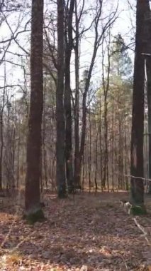 Gündüz vakti bir sonbahar ormanının dikey videosu